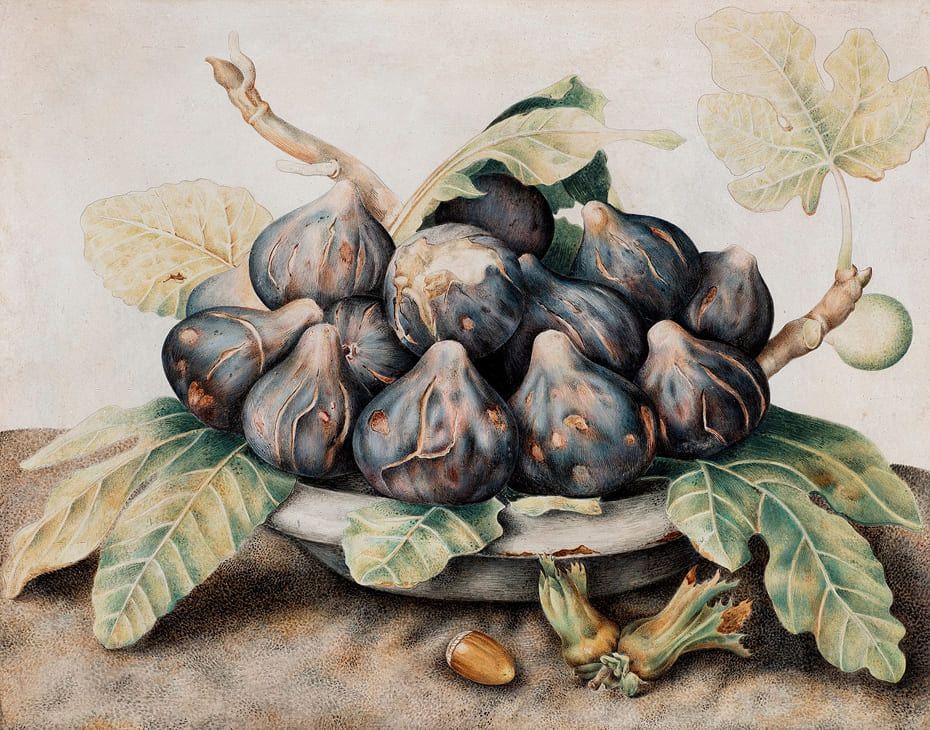 Fig dish with a acorn, Giovanna Garzoni. © Image courtesy of Tefaf Maastricht and Colnaghi
