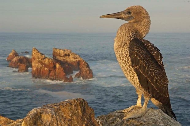 A common piquero. In the background, the islets that are located at the northwest end of the Ballestas Islands, in Paracas. (Photo: Walter Wust)
