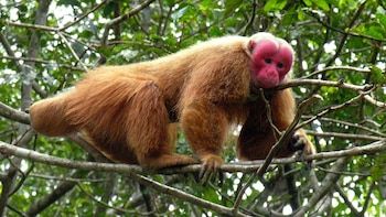 Guapo Colorado Mono (Cacajao Calvus),