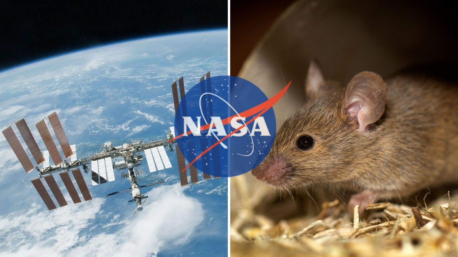 NASA affirms that the femards of mice in the ISS were the most affected by microgravity.