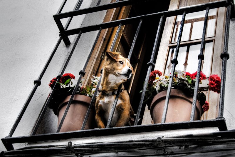 Archive image of a dog peeked to a balcony.