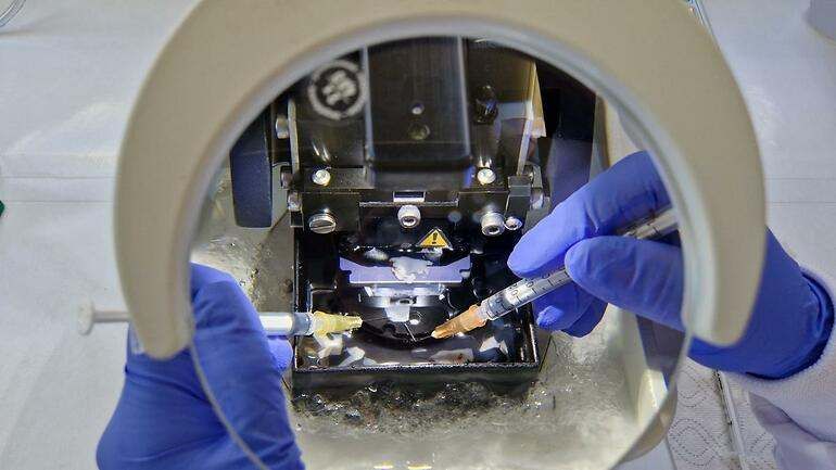 The vibratomo used to section the fabric in fine sheets and be able to analyze it