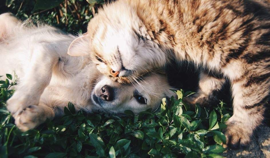 A dog and a cat in friendly attitude.