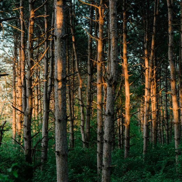 A minneapolis forest as in which they enter the silence of the Rue, Amber and Lily forest.