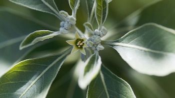 Ashwagandha leaves and flowers.