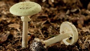 MSP asks to avoid collecting fungi
