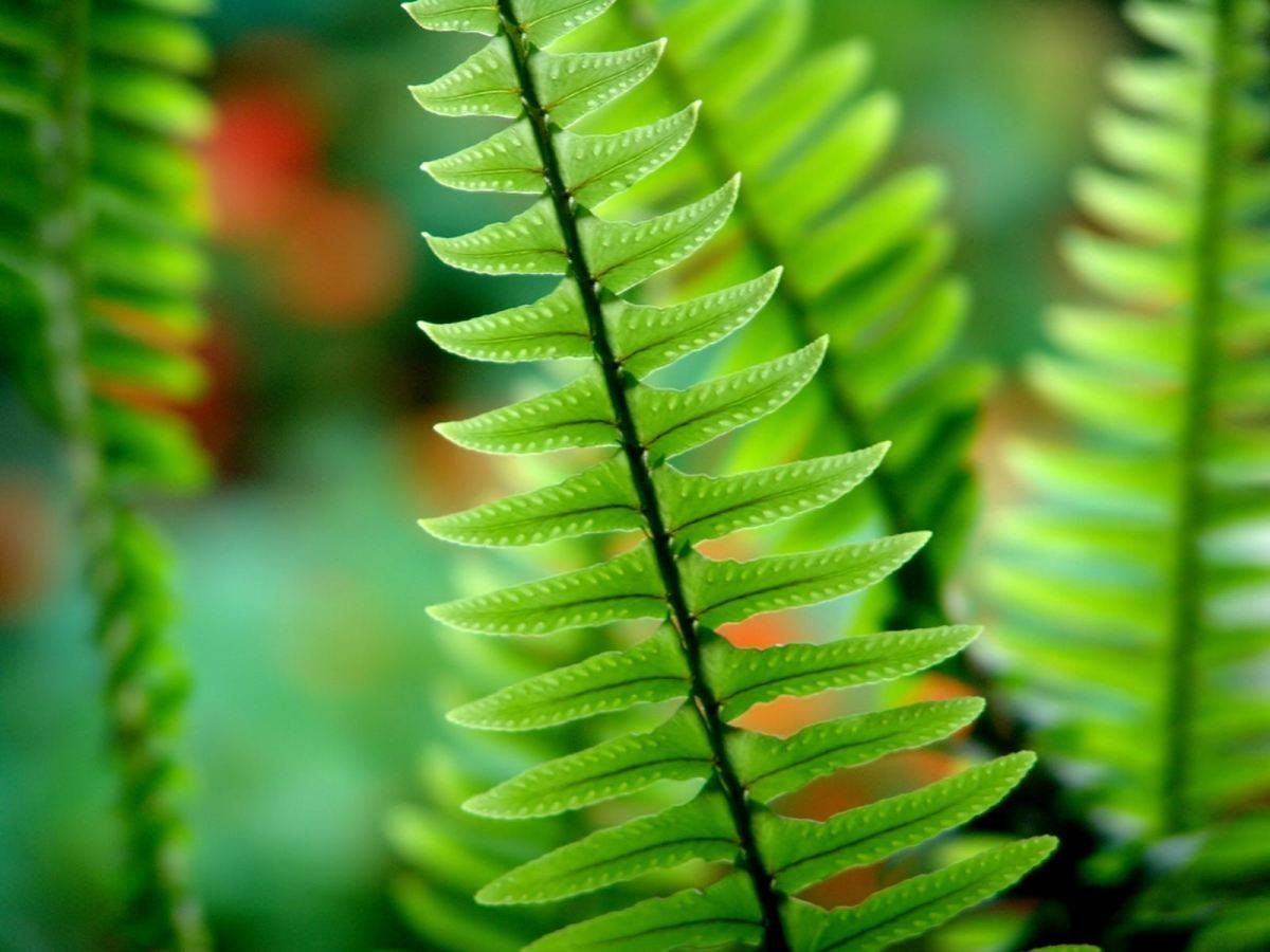 The fern 'Polypodium leukocotomes' has photoprotective properties. / Wikimedia Commons