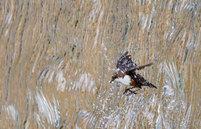 The best wildlife photographs in Europe in 2025