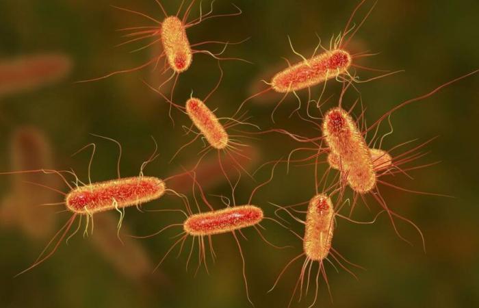 Young cancer bacteria | This is the bacterium that would be causing the ‘boom of colon cancer among young people
