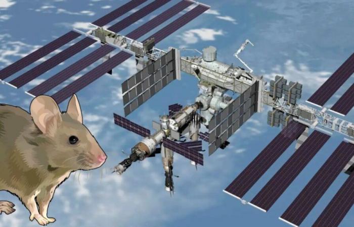 NASA tests mice in ISS and discovers that space destroys bones from within