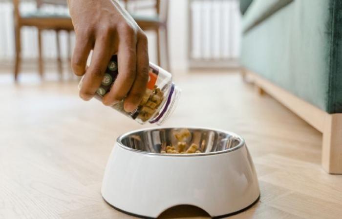 Take air before knowing how much a dog food taster wins on CDMX