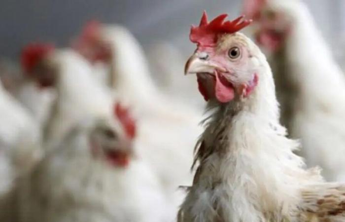 Due to the increase in the price of eggs, the United States marked a new trend: chickens rental