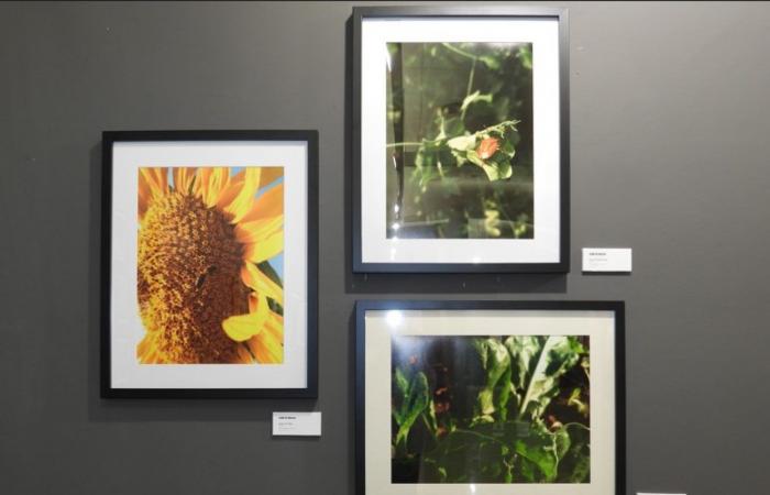 The Puertollano Museum hosts the female artistic talent of the Artfem Association
