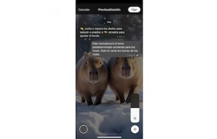 This is the step by step to activate the capibara mode in WhatsApp: easy and very fast
