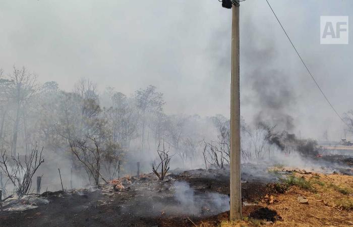 Brigades fight forest fire in pet, Jalisco; Prioritize protection of inhabited areas – Aphmedia.