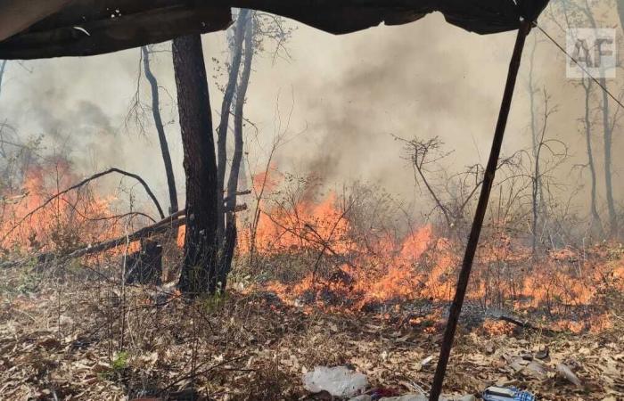 Brigades fight forest fire in pet, Jalisco; Prioritize protection of inhabited areas – Aphmedia.