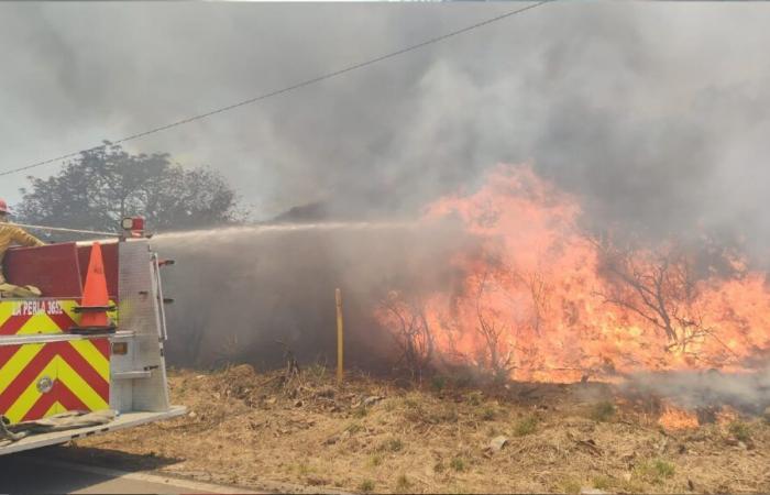 Fight forest fire in pet; has more than an active day- Millennium Group