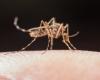 Manizales Public Health Secretariat reports a new case of yellow fever: who is it?