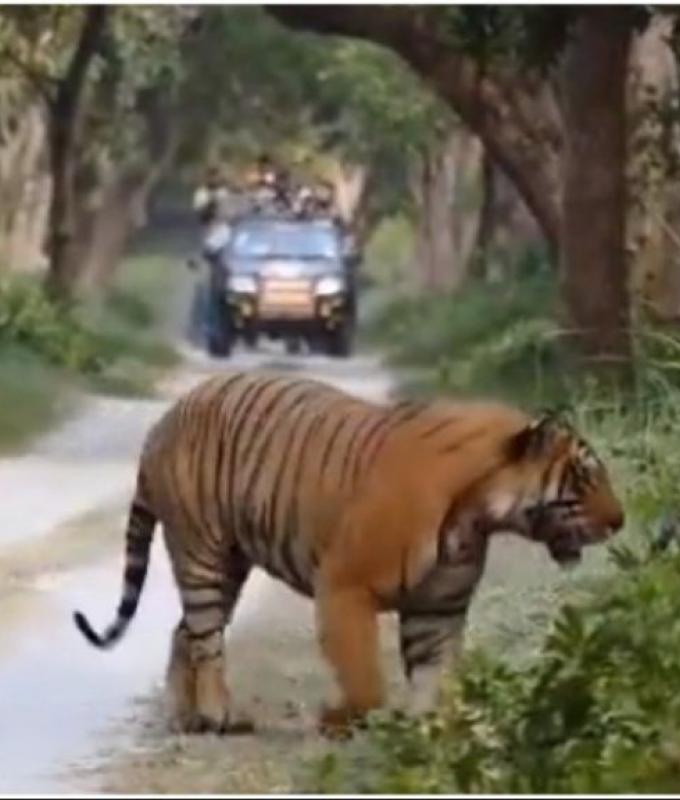 Wildlife safari tourists witness majestic tiger taking a walk in forest. Video