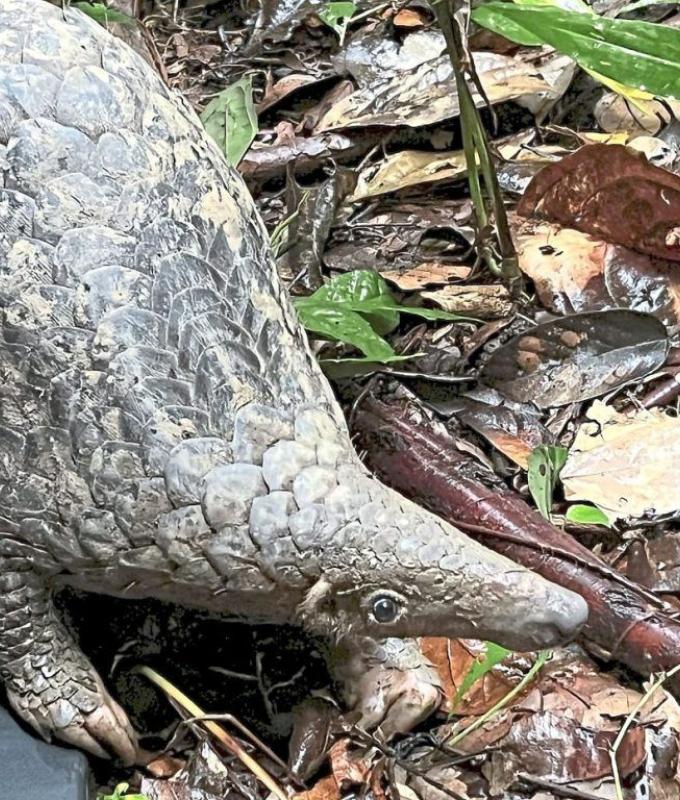 Pangolin needs urgent protection | The Star