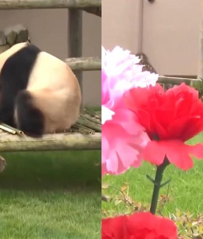 Panda mom honored with Mother’s Day feast at Japanese zoo