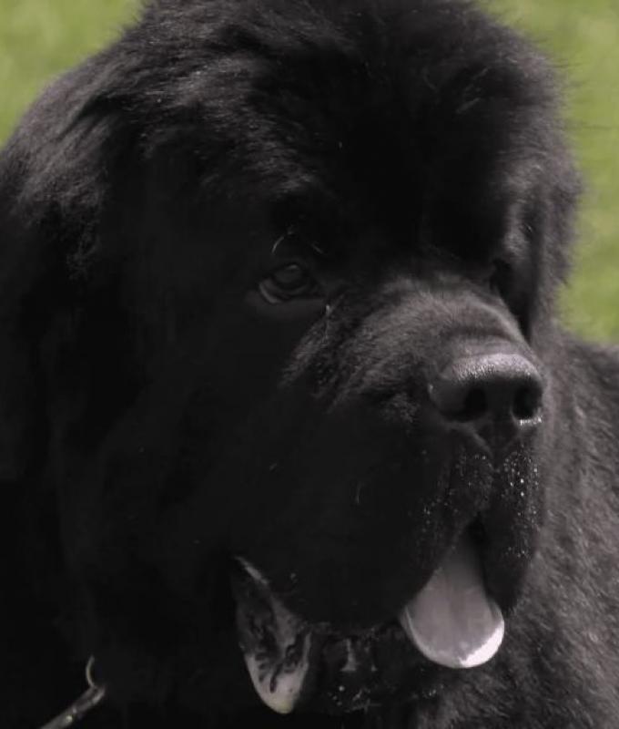 Newfoundland dogs take over Bayfront Festival Park for the week