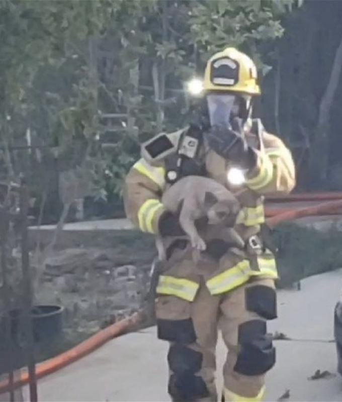 Several dogs rescued but one dies after house fire in Banning