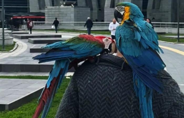 Two parrots became key witnesses in a case of infidelity