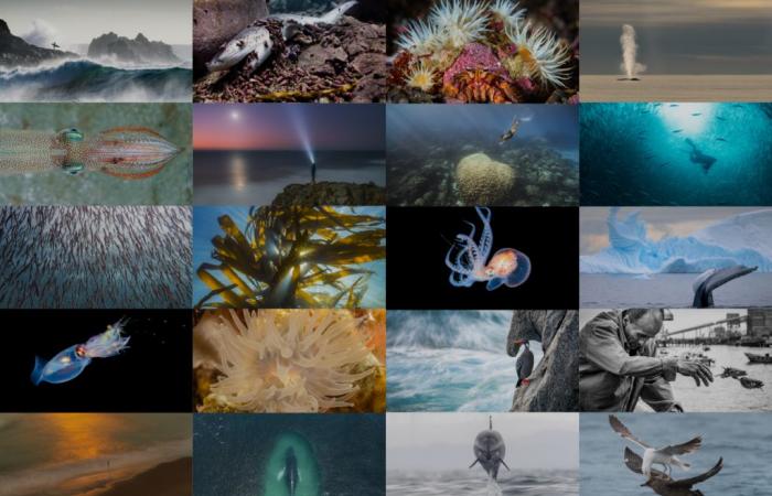 Everyone to vote! The 20 best photos of the “Mar de Chile 2023 – 2024” contest
