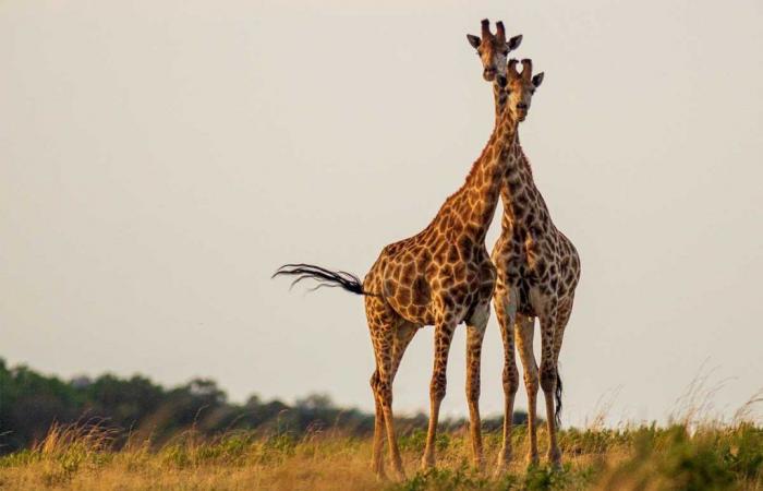 Female giraffes have longer necks to feed their young.