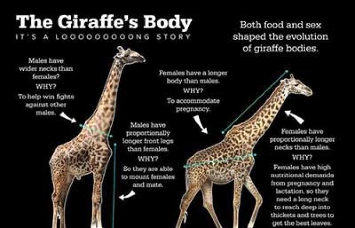 Female giraffes have longer necks to feed their young.