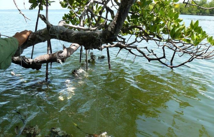 They will promote mariculture to produce food in Cuba