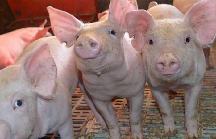 Provincial support for pork production