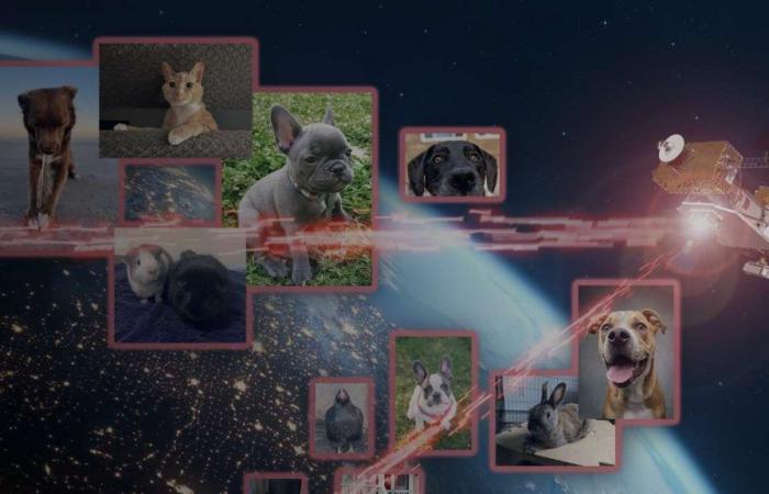 Sharing photos of pets: NASA tested new laser technology in communications | News today