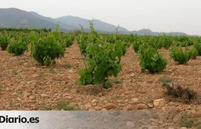 La Rioja will receive more than 14 million, which will cover 67% of green harvest requests.