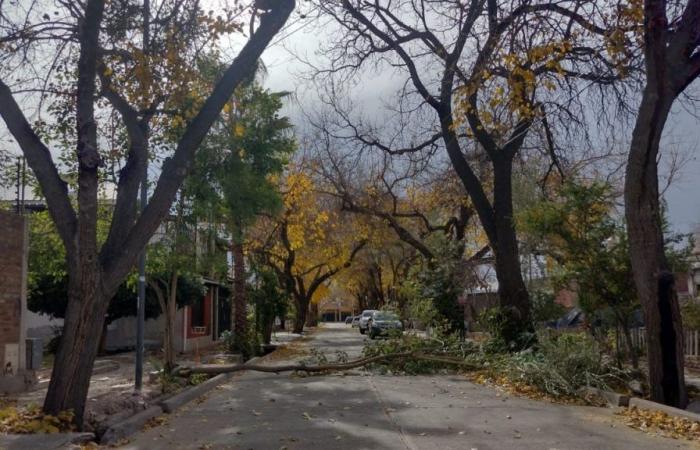 Fallen trees and poles: the balance of the damage from the Zonda in Mendoza