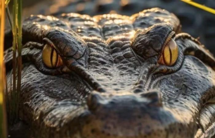 Australia: a crocodile that was chasing children and pets was killed and eaten