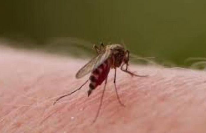 Dengue in Huila: Neiva, Pitalito and Garzón, the most affected municipalities