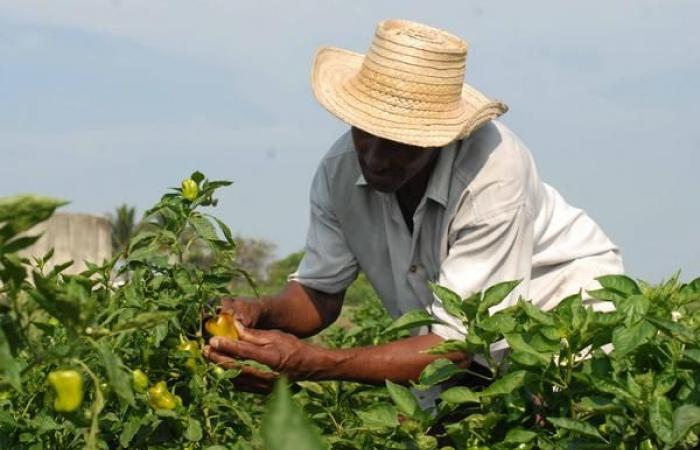 Camagüey: farmers evaluated key issues of their management