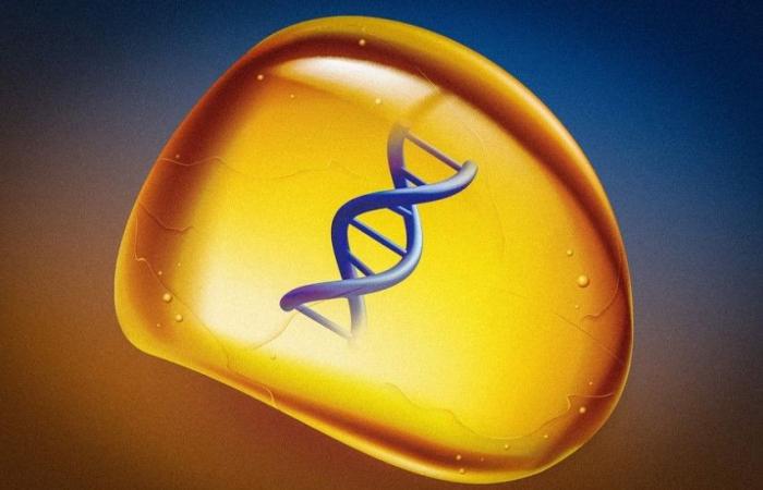 They create a synthetic amber to store DNA without freezing it