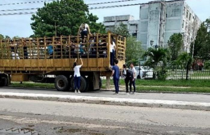Medical students transport livestock in a truck in Villa Clara