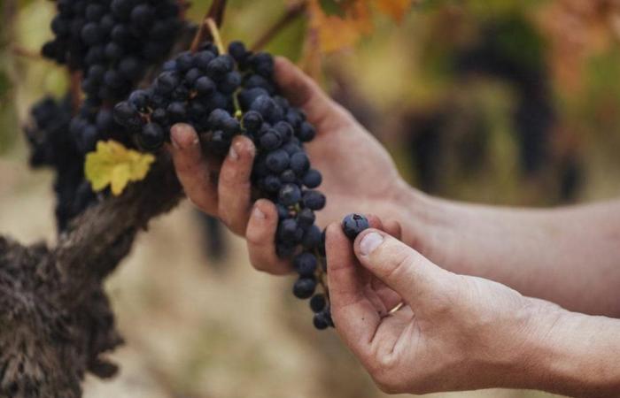 Rioja describes the 2023 harvest as very good despite the high heterogeneity