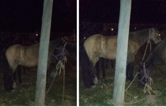 Five loose horses were kidnapped in the Los Huaicos neighborhood