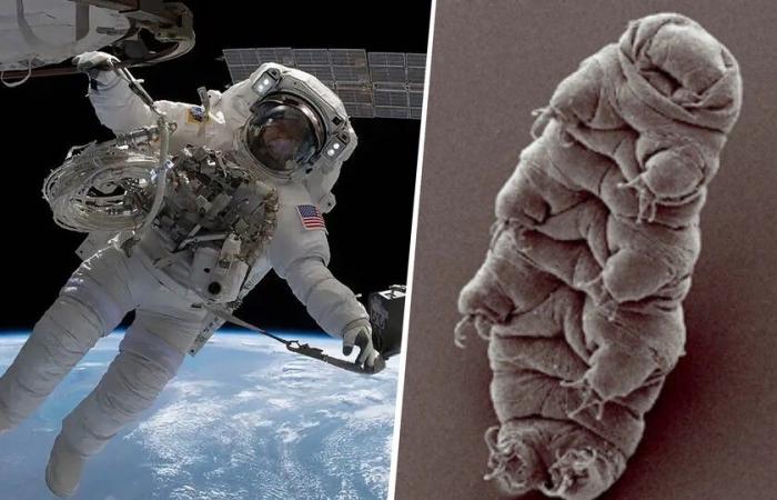 NASA has asked two astronauts to go outside the ISS to check if there are living organisms