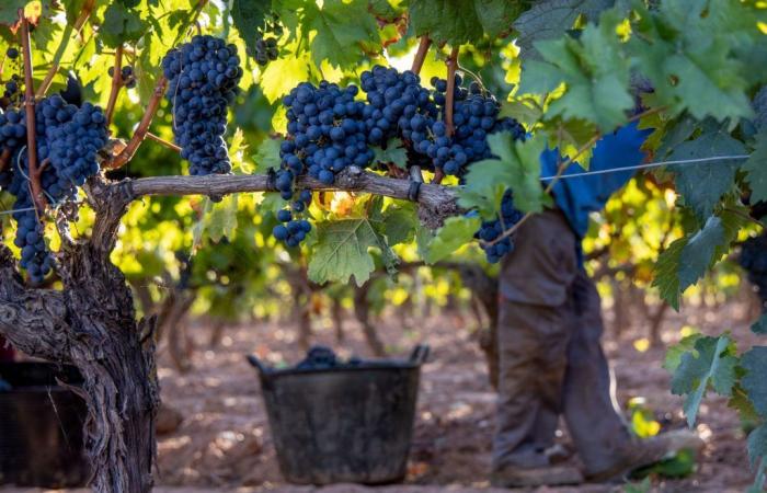 The 2023 Rioja wine harvest rated ‘Very Good’