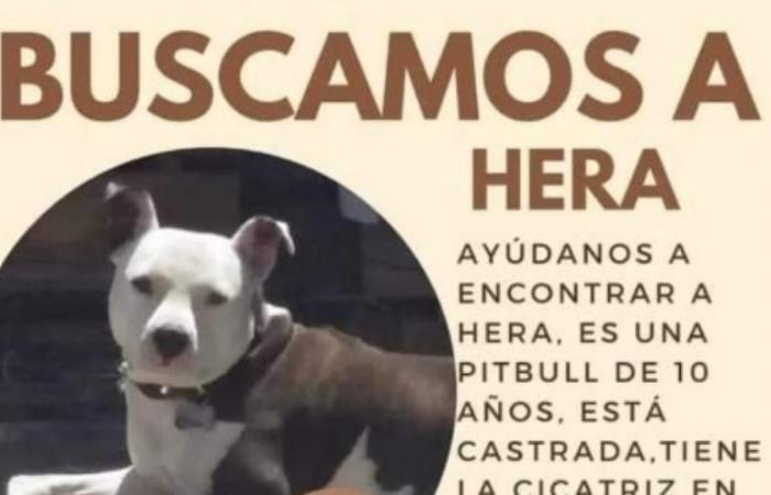 Neuquén and Río Negro: these dogs and cats need your help