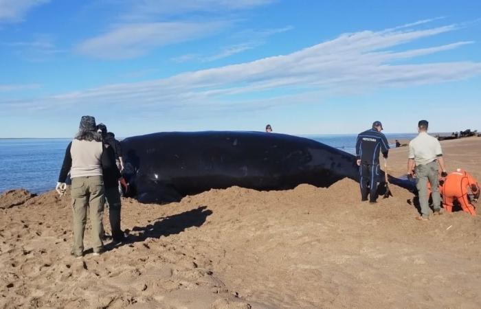 In photos: this was the emotional rescue of a whale stranded on the coast of Las Grutas