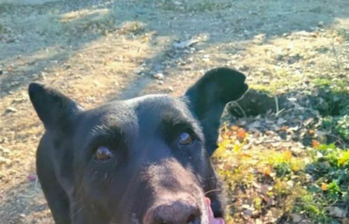 Neuquén and Río Negro: these dogs and cats need your help