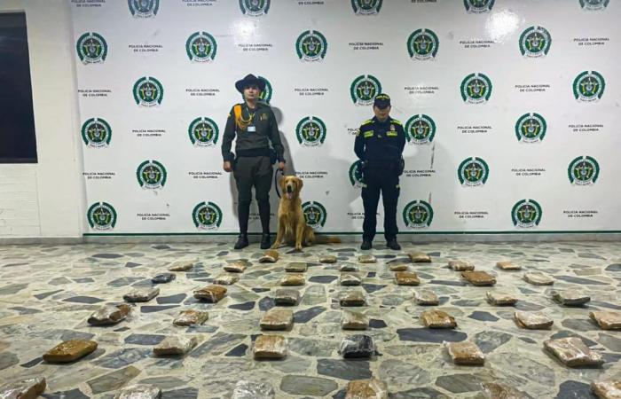 ‘Jeffry’ found 23 kilos of marijuana at the Ibagué Transport Terminal