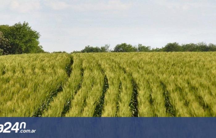 Wheat in Córdoba: a record within another record is coming